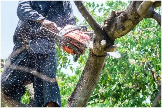 tree services Middlebourne